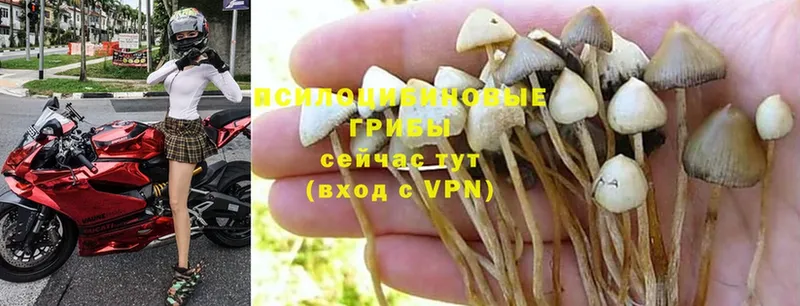 Галлюциногенные грибы Psilocybine cubensis  Кулебаки 